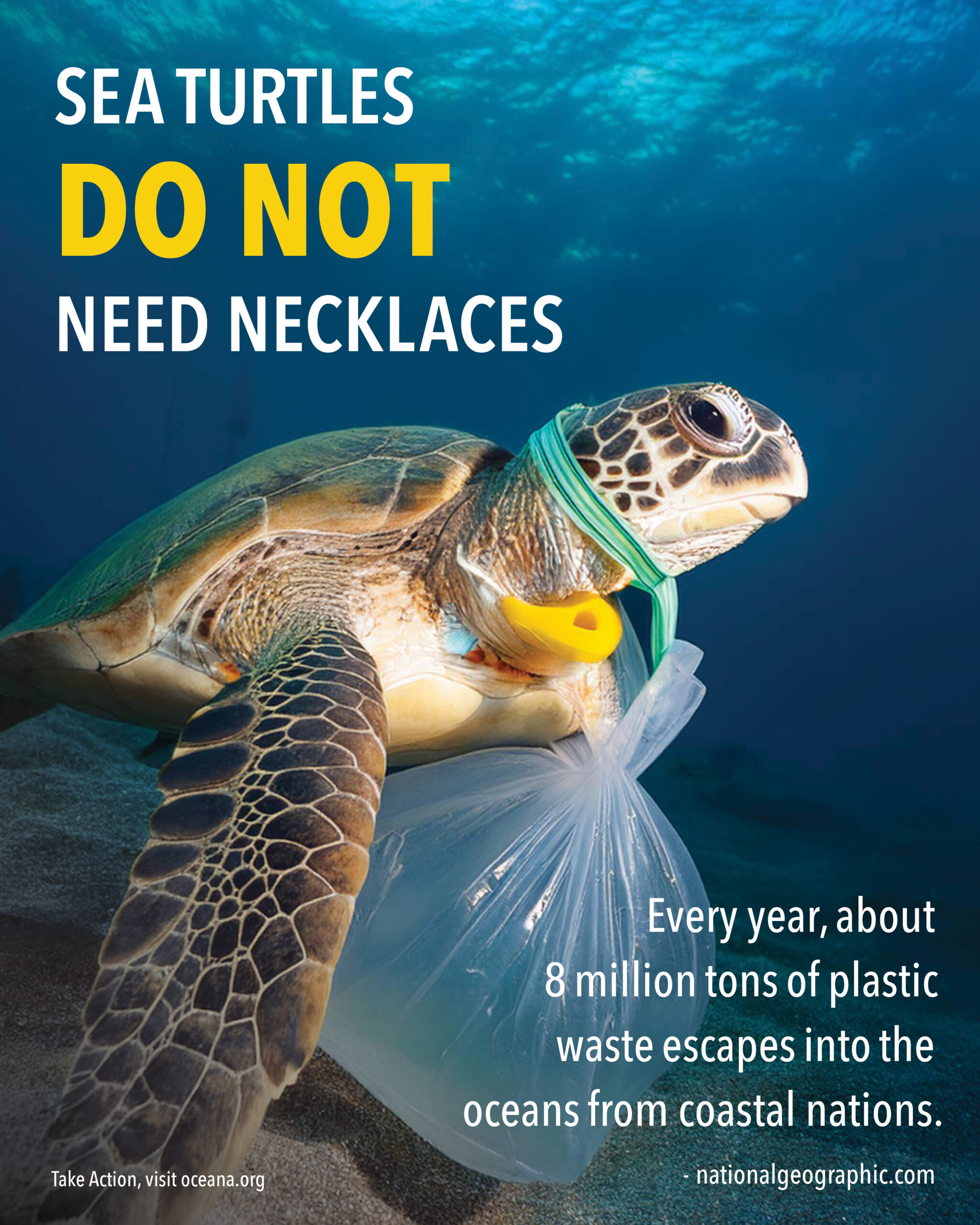 Sea Turtle Poster